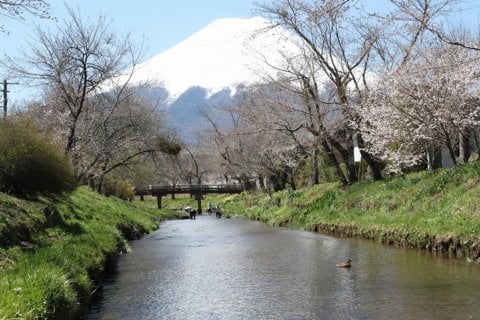新名庄川からの富士山と桜・・